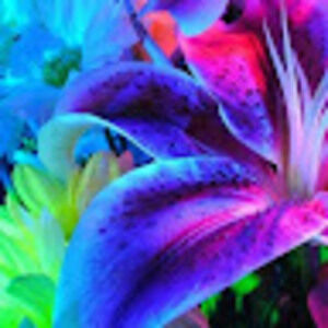 Meet your Posher, Leila